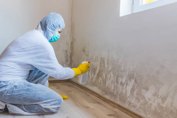 Licensed Mold Remediation service in Little Silver, NJ - WQB Mold Removal